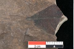 Foto (Detailansicht) von Ficus tenuinervis Ettingshausen (NHMW-GEO-2024-0188-7985)